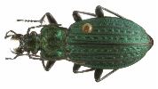 Carabus (Carabus) granulatus (photo 2)