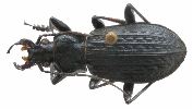 Carabus (Carabus) granulatus (photo 3)