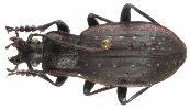  Carabus (Oreocarabus) hortensis