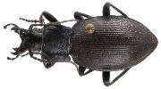 Carabus (Mesocarabus) problematicus (photo 1)