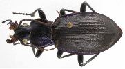 Carabus (Mesocarabus) problematicus (photo 2)