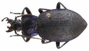 Carabus (Mesocarabus) problematicus (photo 3)