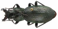 Carabus (Mesocarabus) lusitanicus (photo 2)
