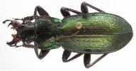 Carabus (Mesocarabus) lusitanicus (photo 3)