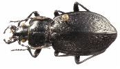 Carabus (Eurycarabus) genei