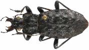 Carabus (Hygrocarabus) nodulosus (photo1)