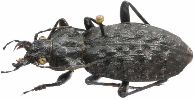 Carabus (Hygrocarabus) nodulosus (photo2)