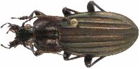 Carabus (Rhabdotocarabus) melancholicus