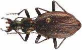 Carabus (Platycarabus) depressus (photo 1)