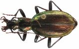 Carabus (Platycarabus) depressus (photo 2)