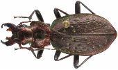 Carabus (Platycarabus) irregularis