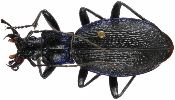 Carabus (Chaetocarabus) intricatus