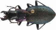 Carabus (Iniopachys) pyrenaeus (photo 2)