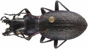 Carabus (Iniopachys) pyrenaeus (photo 1)
