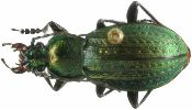 Carabus (Carabus) arvensis (photo 1)