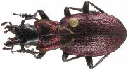 Carabus (Iniopachys) pyrenaeus (photo 3)