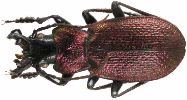 Carabus (Iniopachys) pyrenaeus (photo 4)