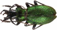 Carabus (Iniopachys) pyrenaeus (photo 5)