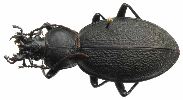 Carabus (Procrustes) coriaceus