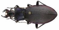Carabus (Megodontus) violaceus