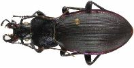 Carabus (Megodontus) purpurascens (photo 1)