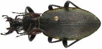 Carabus (Megodontus) purpurascens (photo 2)