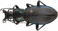Carabus (Megodontus) purpurascens (photo 6)