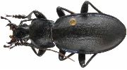 Carabus (Megodontus) mixtus