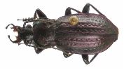 Carabus (Carabus) arvensis (photo 2)