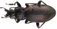 Carabus (Megodontus) picenus