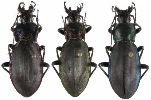 Carabus (Megodontus) purpurascens, gamme chromatique