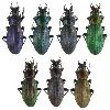 Carabus (Morphocarabus) monilis , gamme chromatique