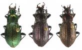 Carabus (Carabus) arvensis, gamme chromatique