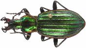 Carabus (Chrysocarabus) solieri (photo 1)