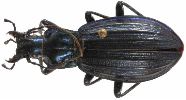 Carabus (Chrysocarabus) solieri (photo 3)