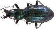 Carabus (Chrysocarabus) solieri (photo 4)