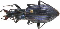 Carabus (Chrysocarabus) solieri (photo 5)