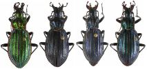 Carabus (Chrysocarabus) solieri, gamme chromatique
