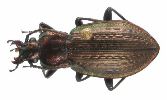 Carabus (Carabus) arvensis (photo 3)