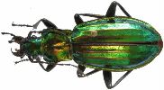 Carabus (Chrysocarabus) lineatus (photo 1)