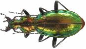 Carabus (Chrysocarabus) splendens (photo 2)