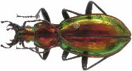 Carabus (Chrysocarabus) splendens (photo 3)