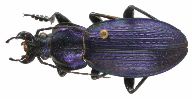 Carabus (Morphocarabus) monilis (photo 1)