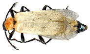 imago de Pyrochroa coccinea non encore pigmenté