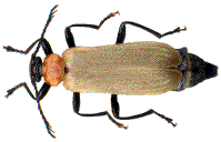 chromatogen&egrave;se de Pyrochroa (N°2)