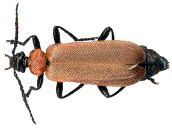 chromatogen&egrave;se de Pyrochroa (N°3)