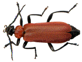 chromatogenèse de Pyrochroa (N°4)