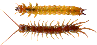 larve âgée de pyrochroa coccinea et lythobie