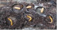 logettes nymphales de Pyrochroa (avec larves et nymphes)