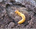 logette de Pyrochroa avec larve en pré-nymphose (photo 2)